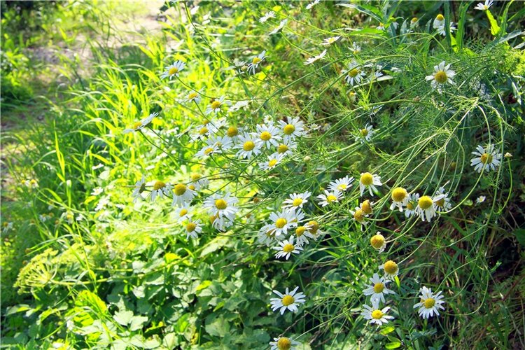 Принцессы в Райке — Куклы