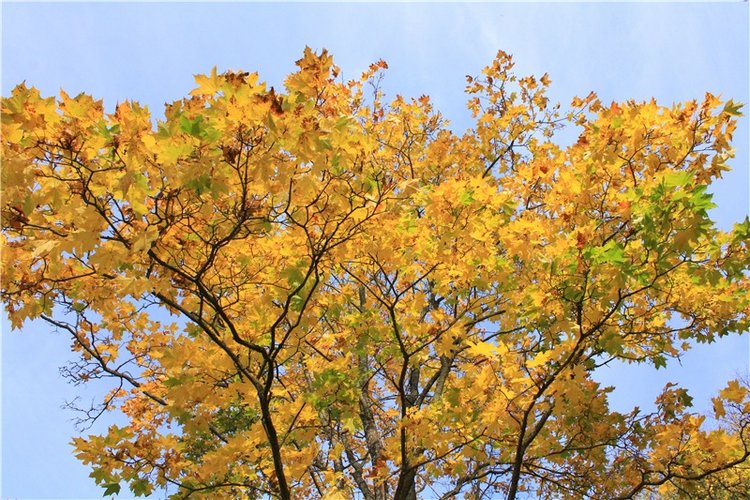 Путешествие Dal Hangry в Грузины, продолжение