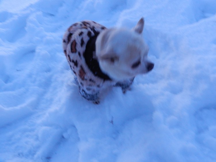 Кристинкина прогулка — Куклы Sissel Skille (Сиссель Скилле): Gotz