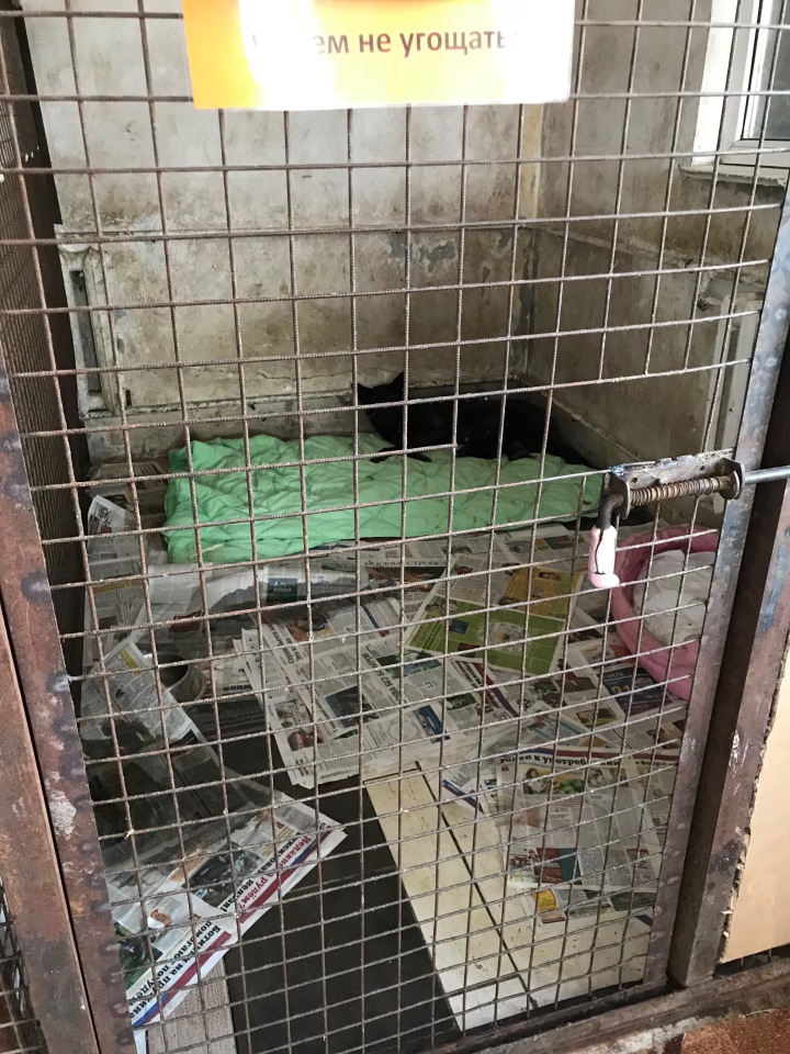 Нужна помощь собакам — Болталка и разговоры обо всем: жизнь