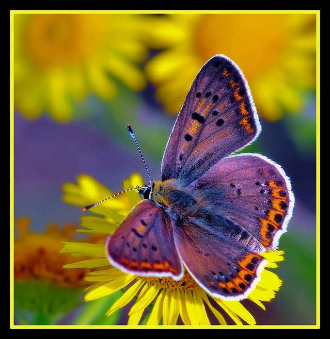 На лесной полянке чудо - на цветочках бантики. Это бабочки расселись, как цветные фантики