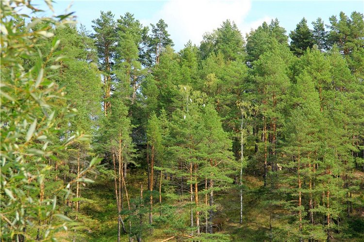 Старицкая Швейцария. Путешествие с Сашей, продолжение. Уникальная кукла от Сильвии Наттерер
