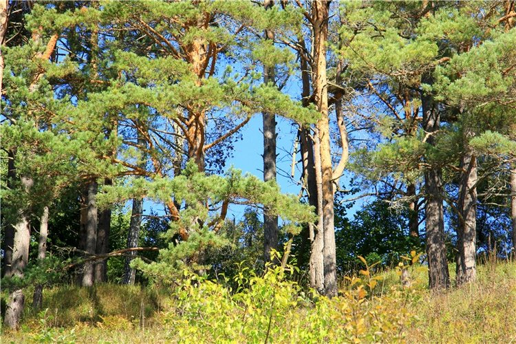 Старицкая Швейцария. Старицкие пещеры, д. Толпино, заключительная часть