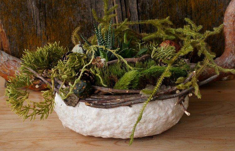 Кусочек природы в доме — Другие хобби и увлечения: сад (фото 6)