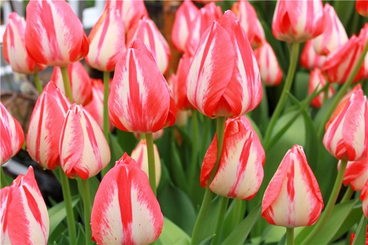 Тюльпановый Рай, продолжение. Выставка тюльпанов в Твери. Mini Layla elf Sunkissed skin от Kaye Wiggs