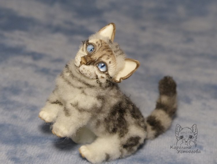 Бенгальская кошка, серебристая