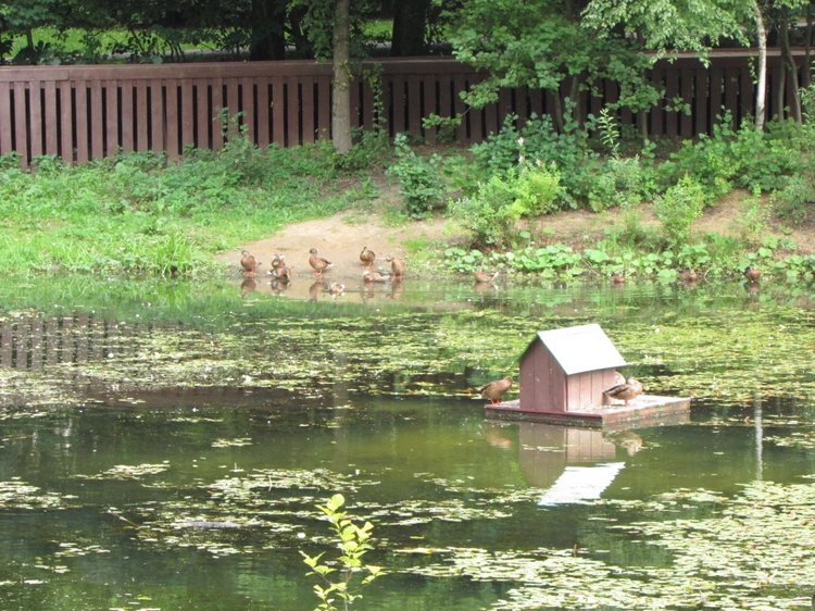 Малышня на прогулке в Бирюлёвском дендропарке (фото 3)