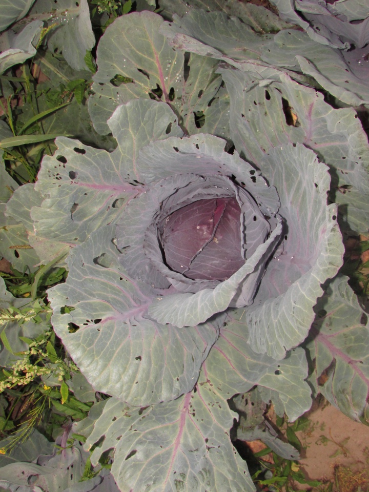 Путешествие в Нижегородскую область - часть 3 - Тимошка на усадьбе