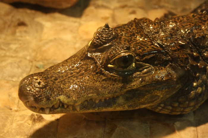 Псков. Эколого-биологический центр. Часть 1