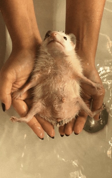 Любительские фотографии Ежей (выпуск 1) | Бэйбики Любительские фотографии Ежей (выпуск 1)