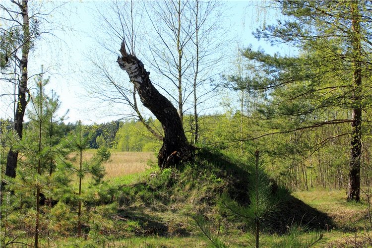 Прогулка Софи. Lati HoneyBee New Mystic Sophie | Бэйбики Прогулка Софи. Lati HoneyBee New Mystic Sophie