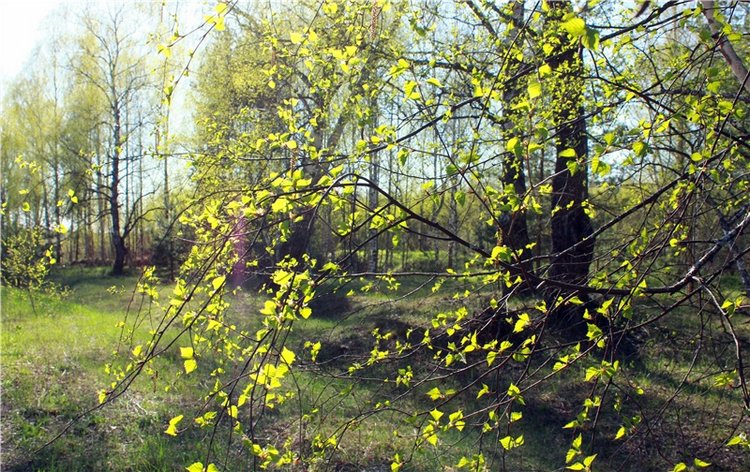 Прогулка Софи. Lati HoneyBee New Mystic Sophie | Бэйбики Прогулка Софи. Lati HoneyBee New Mystic Sophie