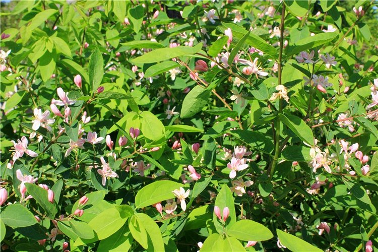 Из Чукавино в Старицу — Культура