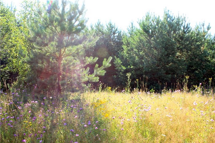 Эдельвейс на пленэре — Антикварные куклы ABG (Alt