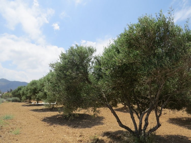 Kidz' тур. Нико на Крите. Аниссарас (фото 2)