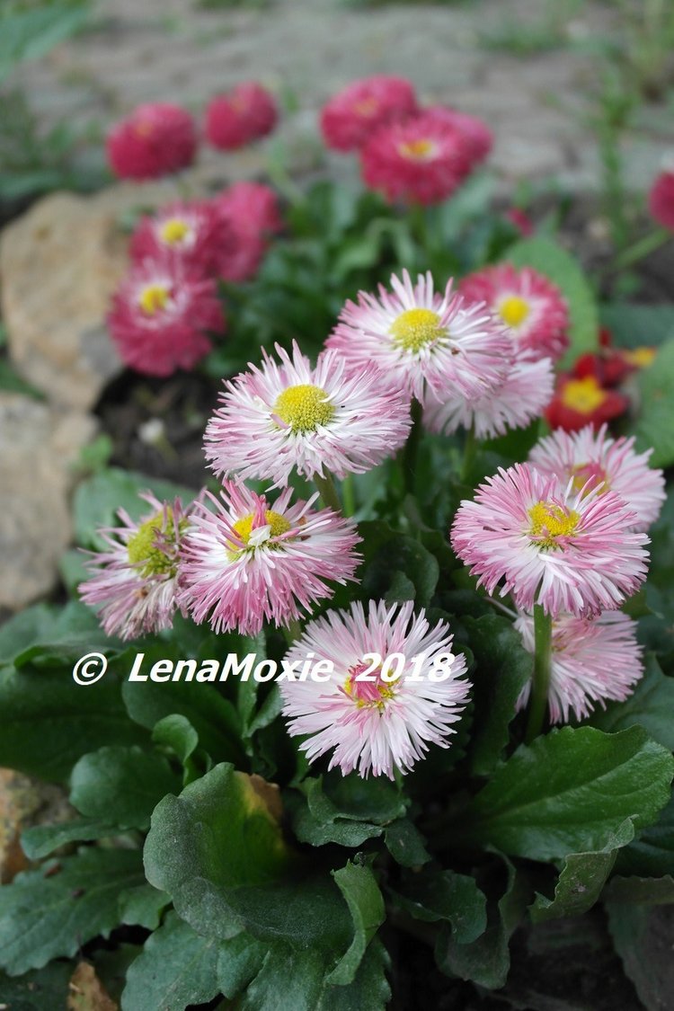 Мои куклы Journey Girls. Сатоми (Келли) 2012