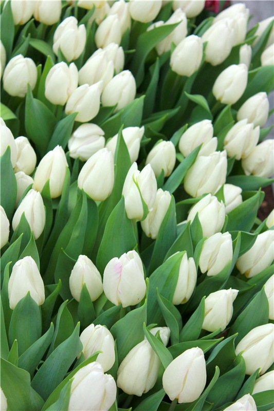 Тюльпановый Рай, продолжение. Выставка тюльпанов в Твери. Mini Layla elf Sunkissed skin от Kaye Wiggs