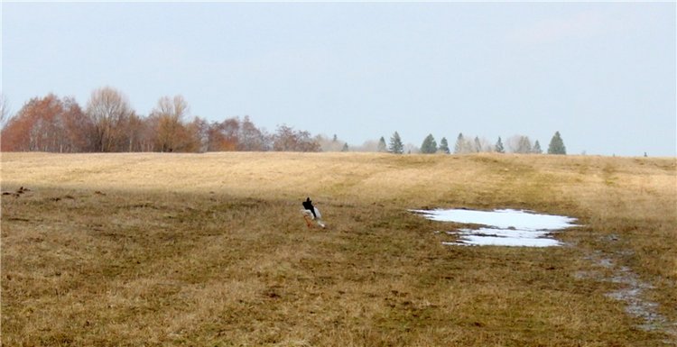 Джиджи в Берново. BJD Gigi от Meadow Dolls (фото 3)