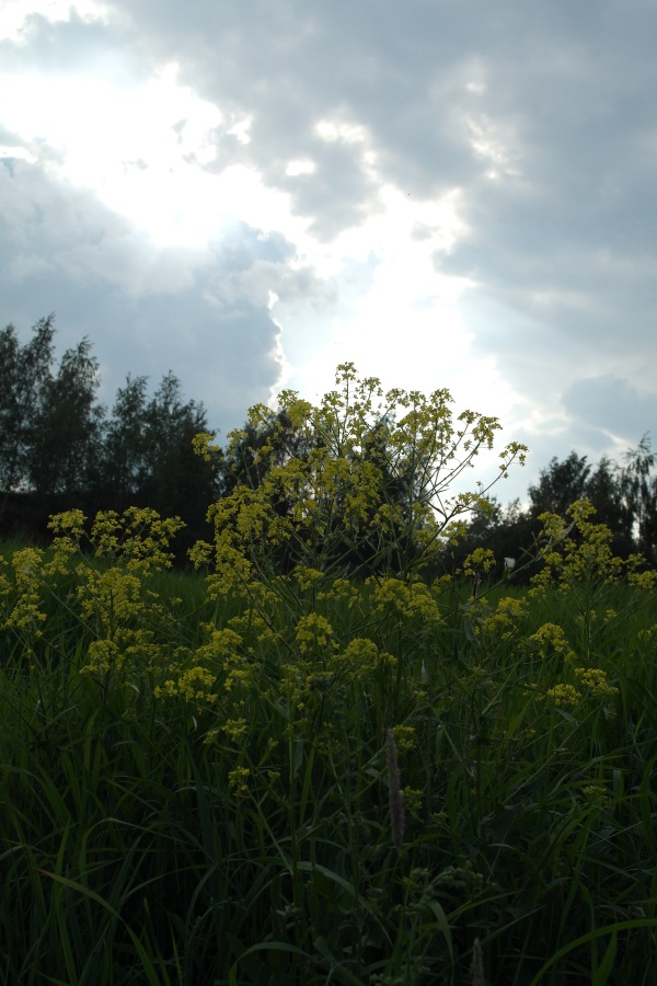 Есенинские тропинки. Часть 2 (фото 3)