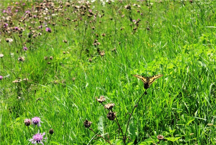 Подарок для Бенни | Бэйбики Подарок для Бенни — Куклы Iplehouse (Иплхаус): BJD (БЖД)