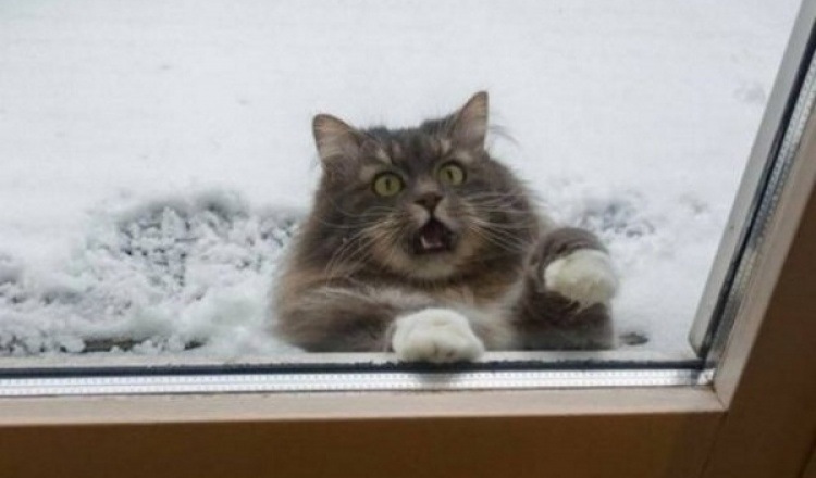 Предновогодняя мимимишная публикация. О любви. О нежности. О девочках. О котиках (фото 6)