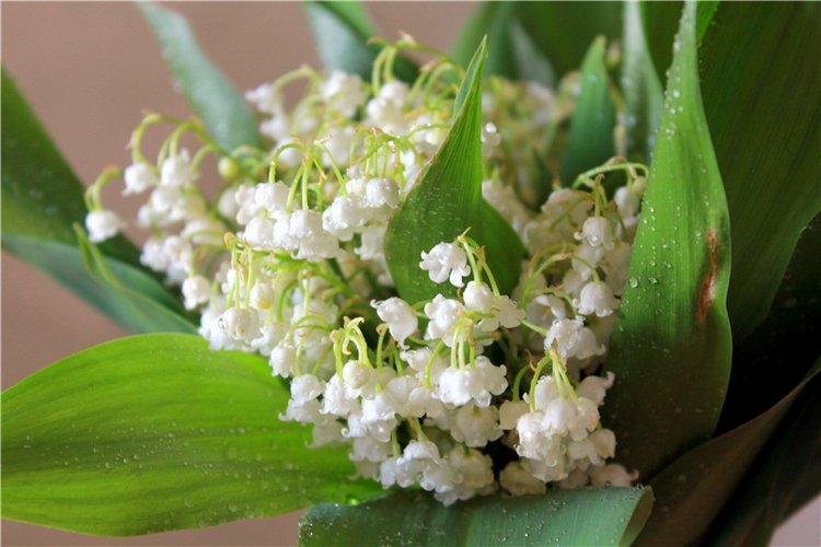 Ландыши в Январе — Куклы Meadow dolls (Медовушки): BJD (БЖД) (фото 3)