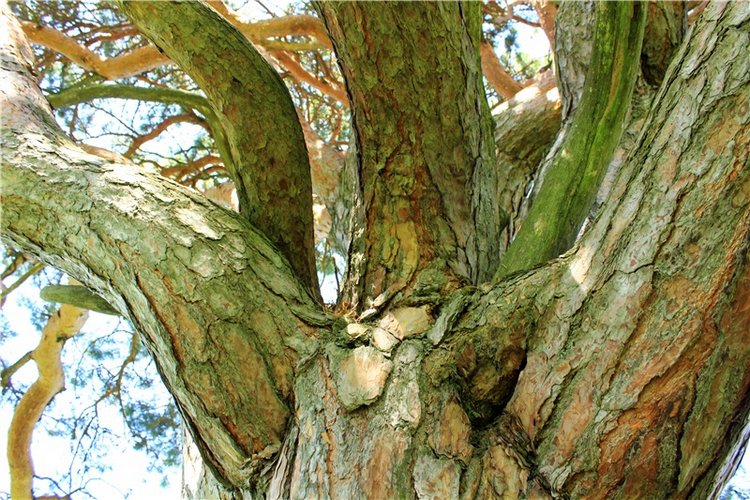 Иванишинская сосна — Культура (фото 10)