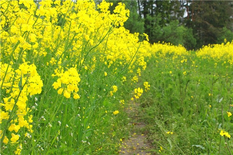 Солнечное поле. Twinkles Ella Chocolate (фото 10)