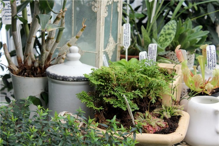 Тверской Ботанический Сад, продолжение | Бэйбики Тверской Ботанический Сад, продолжение