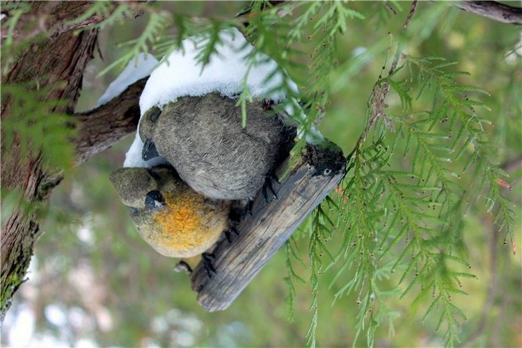 Тверской Ботанический Сад, заключительная часть