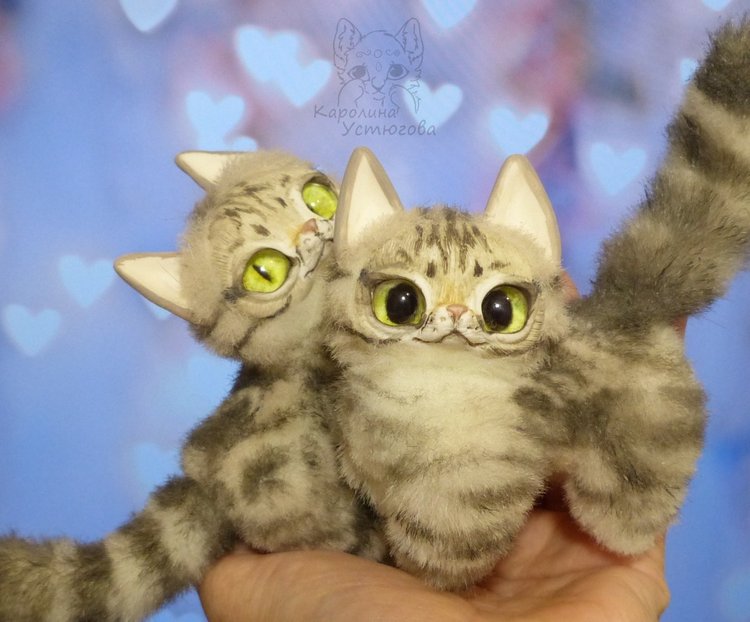 Американские короткошерстные котята (фото 2)