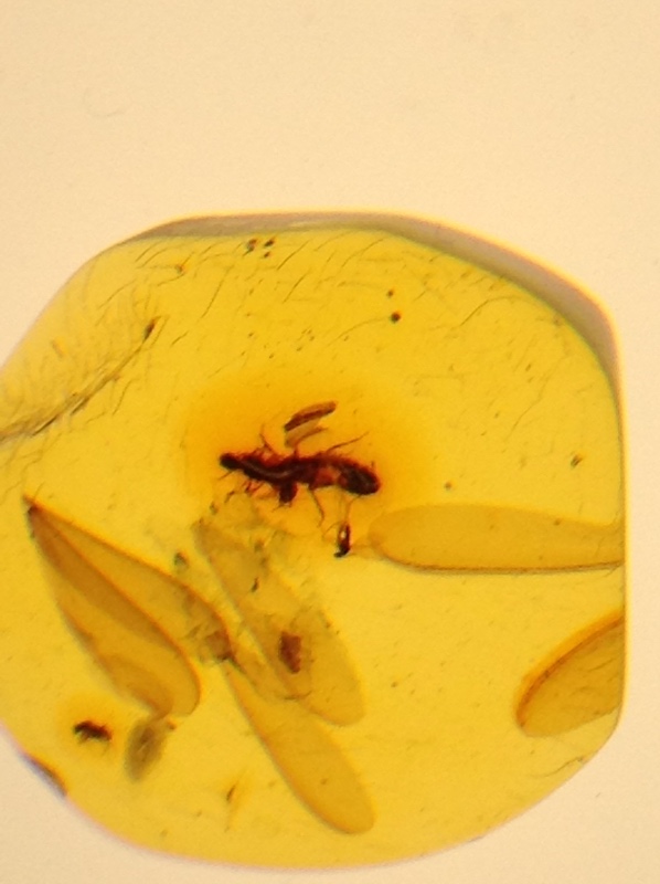 Милая сердцу Божедомка. Ч.5. Выставка "Парк янтарного периода". "Слезы Гелиад". "Янтарь и куклы"