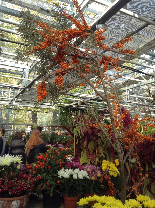 Аптекарский огород сегодня. ч.5. Грибной фестиваль