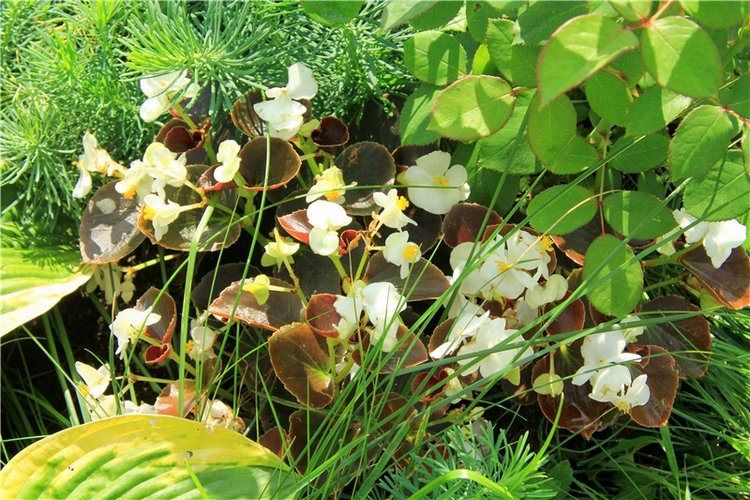 Августовская прогулка в Берново. Zwergnase Mischa