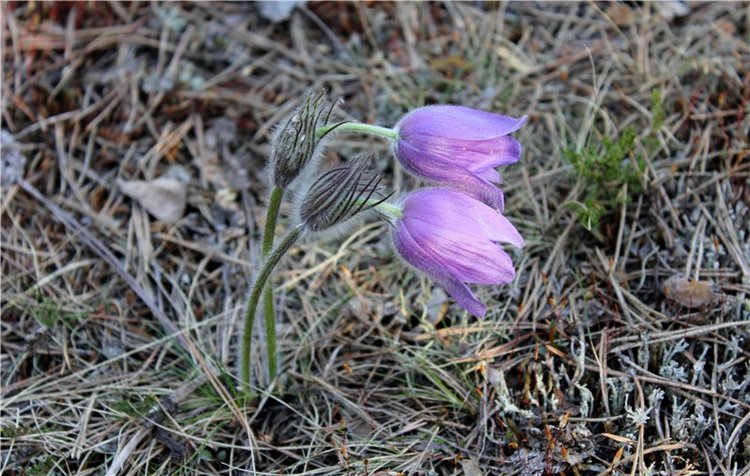 Джиджи на Орше. BJD Gigi от Meadow Dolls (фото 10)