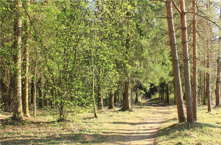 Джиджи на Орше. BJD Gigi от Meadow Dolls