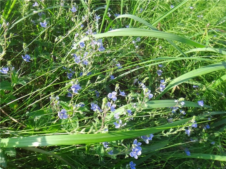 Ландышевая Сказка — Куклы Heidi Plusczok (Хайди/Хейди Плюсчок) — фото (фото 5)