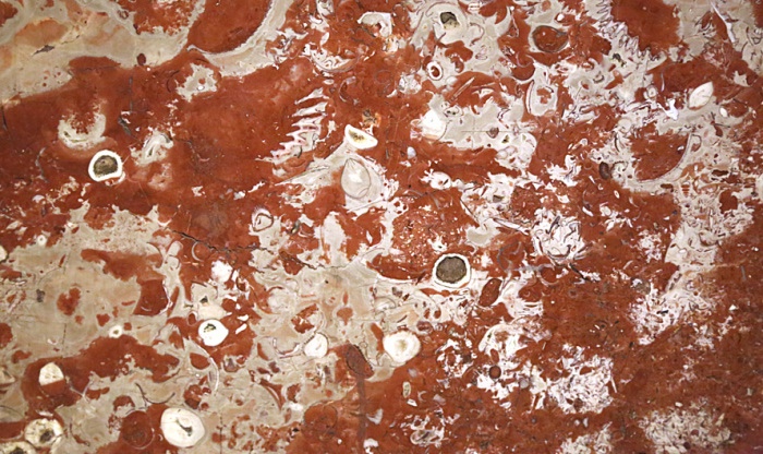 Звероящер и узоры времён динозавров в Московском метро (фото 9)