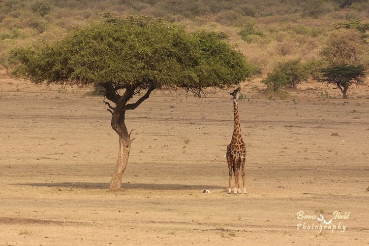 Любителям природы - профессиональные фотографии (выпуск 4)