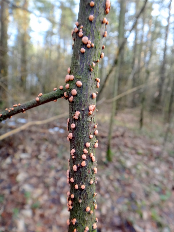 23 февраля - расцвели синие подснежники