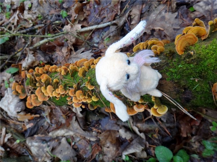 23 февраля - расцвели синие подснежники