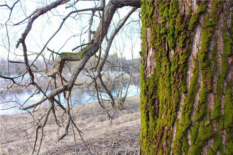 Тверской "Луксор" — Куклы Meadow dolls (Медовушки): BJD (БЖД)