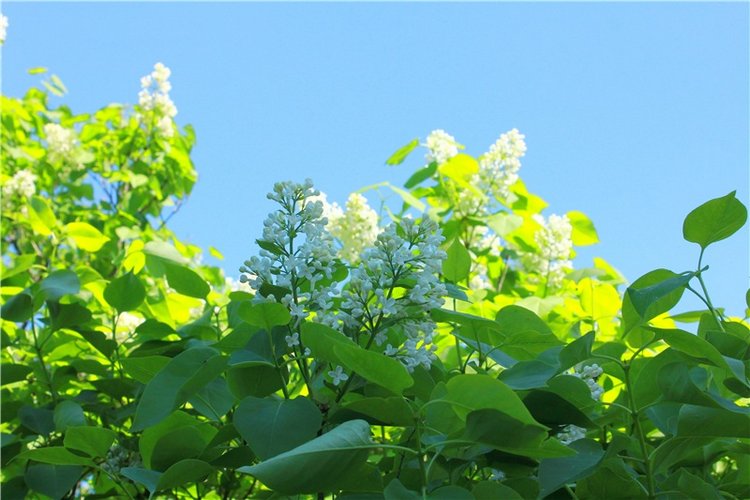 Эля в Иванишах. Twinkles Ella Chocolate