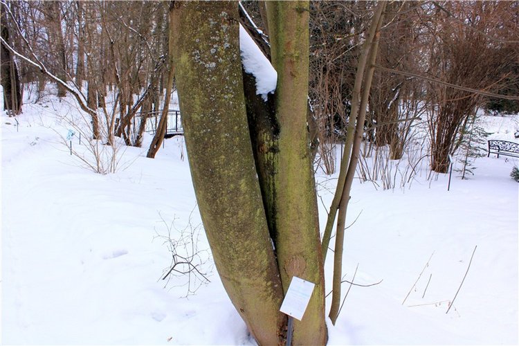 Тверской Ботанический Сад, заключительная часть