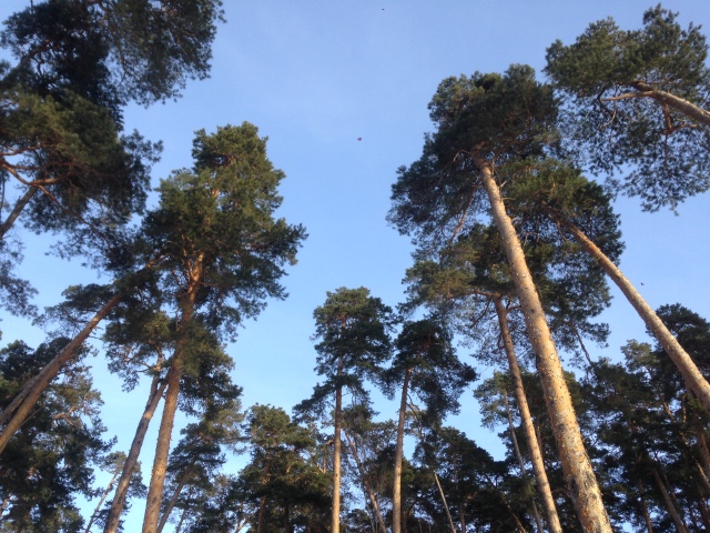 Вера от Kruselings — Куклы Kathe Kruse (Кате/Кэте Крузе): фото (фото 2)