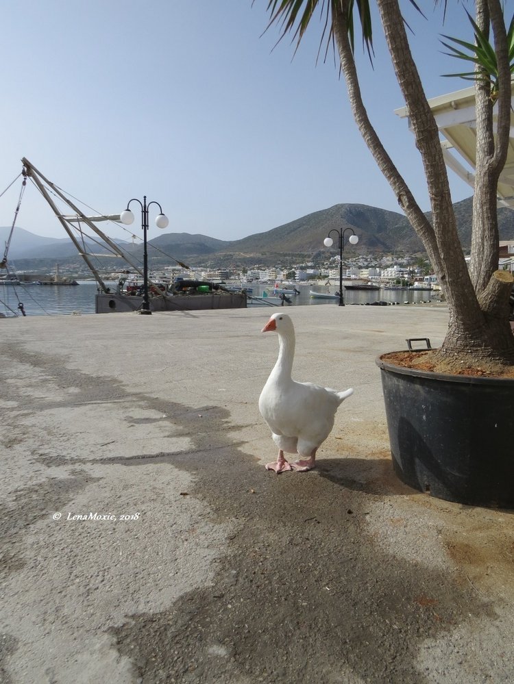 Kidz' тур. Нико на Крите. Херсониссос