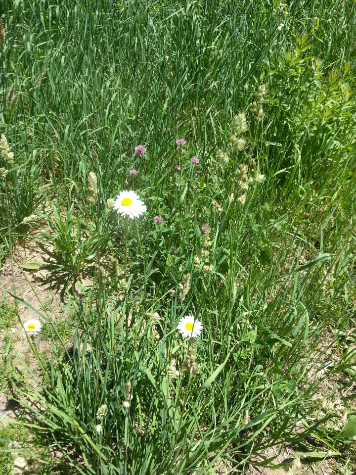 Прокатимся на машине времени? Поселение Старбридж. Новая Англия. 1830 год. Часть вторая