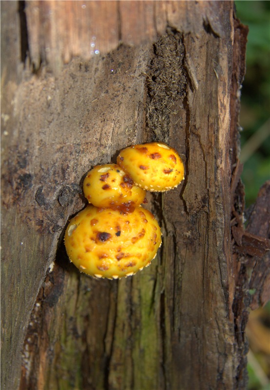 Старицкая Швейцария. Старицкие пещеры, д. Толпино, заключительная часть