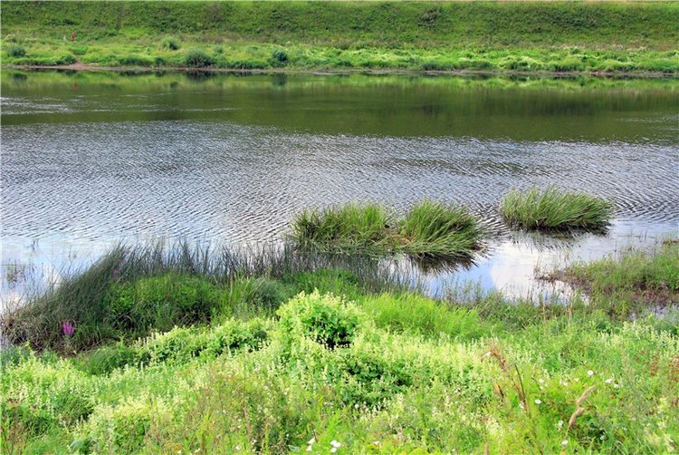Августовская прогулка в Берново. Zwergnase Mischa (фото 4)