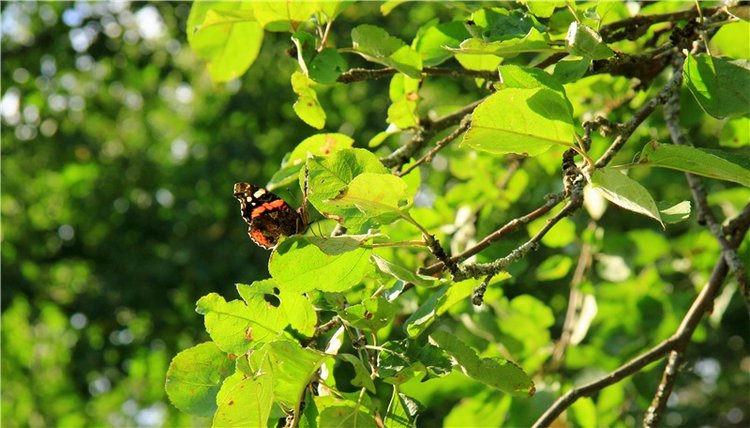 Августовская прогулка в Берново. Zwergnase Mischa